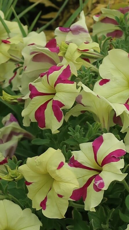 Pétunia Sophistica Lime Bicolour en été dans le Jardin des Plantes, Paris 5e (75)