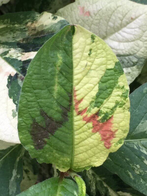 Renouée, Persicaria virginiana 'Painter's Palette', plante vivace, Paris 19e (75)