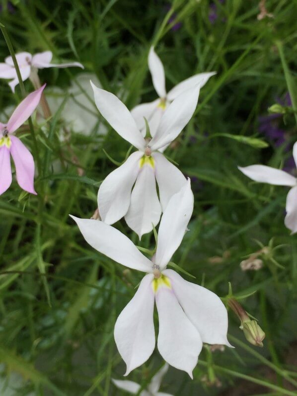 Solenopsis (Isotoma, Laurentia) axillaris, fleur d'été, Parc Floral, Paris 12e (75)