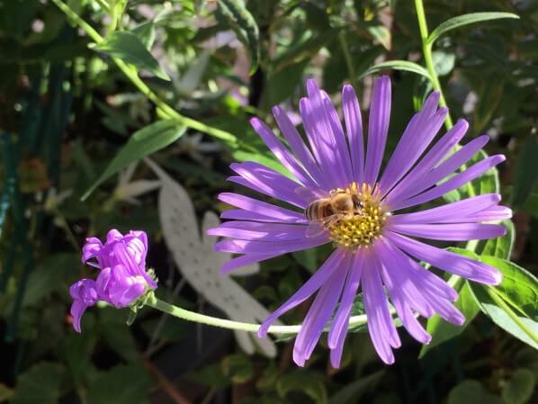 Lire la suite à propos de l’article Concurrence chez les pollinisateurs