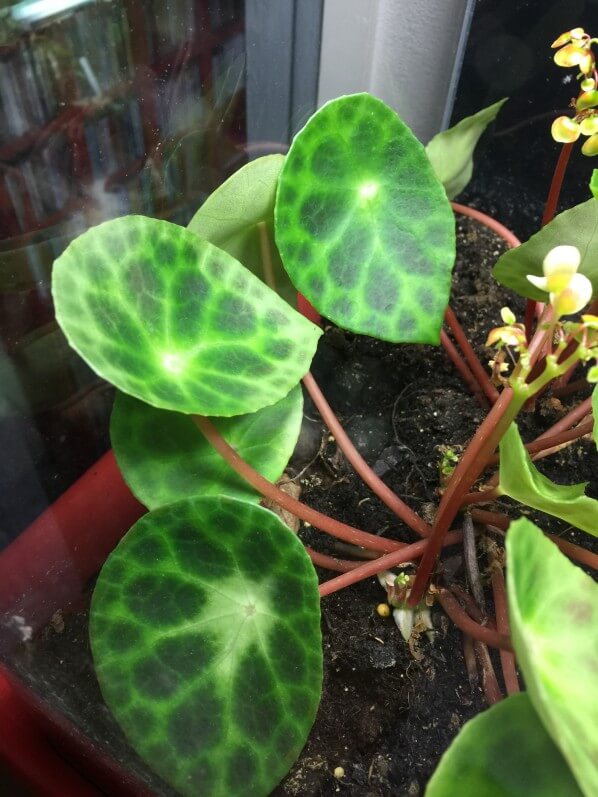 Begonia kingiana (Bégoniacées) dans un terrarium, plante exotique d'intérieur, Paris 19e (75)