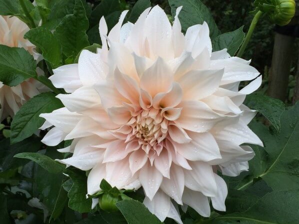 Dahlia 'Café au lait', parc du Botanique, Bruxelles, Belgique