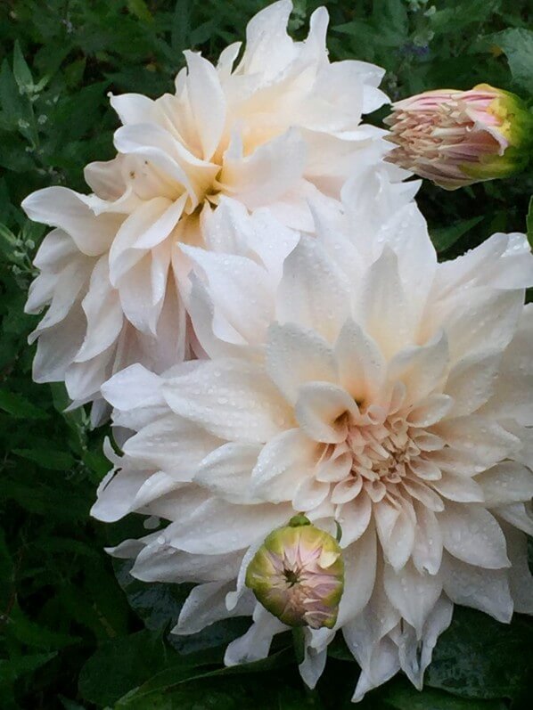 Dahlia 'Café au lait', parc du Botanique, Bruxelles, Belgique