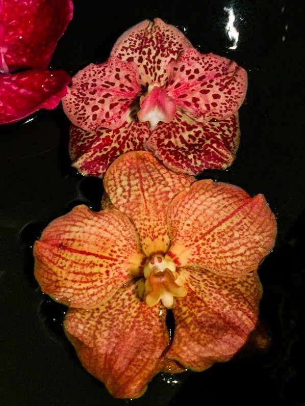 Fleurs coupées d'orchidée, Vanda, composition floral, Flowertime 2017, Hôtel de ville, Bruxelles, Belgique