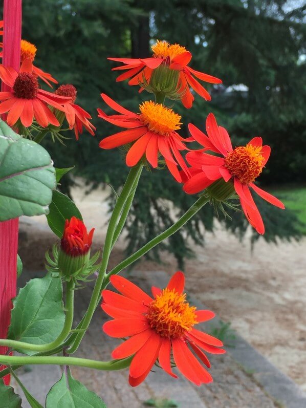 Senecio confusus, Pseudogynosis chenopodioides, Astéracées, Parc Floral, Paris 12e (75)