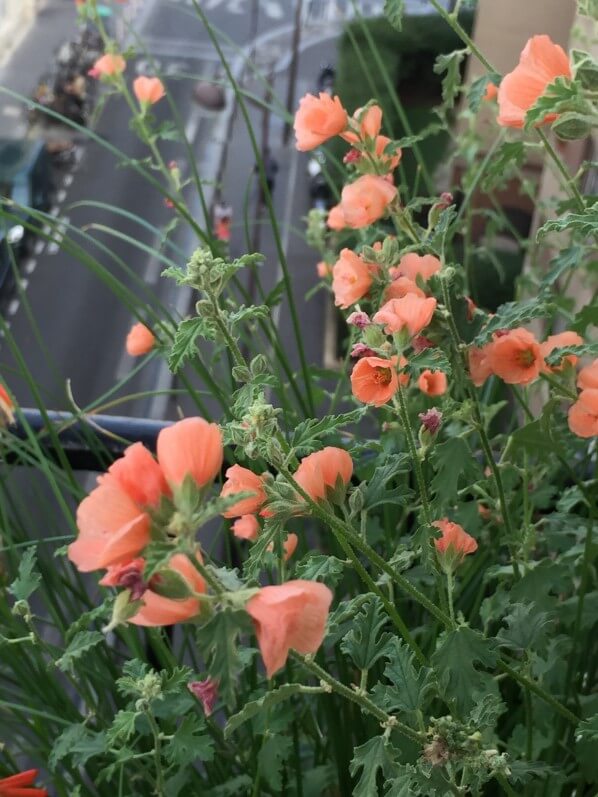 Sphaeralcea 'Newleaze Coral', fleur vivace, Malvacées, balcon, Paris 19e (75)