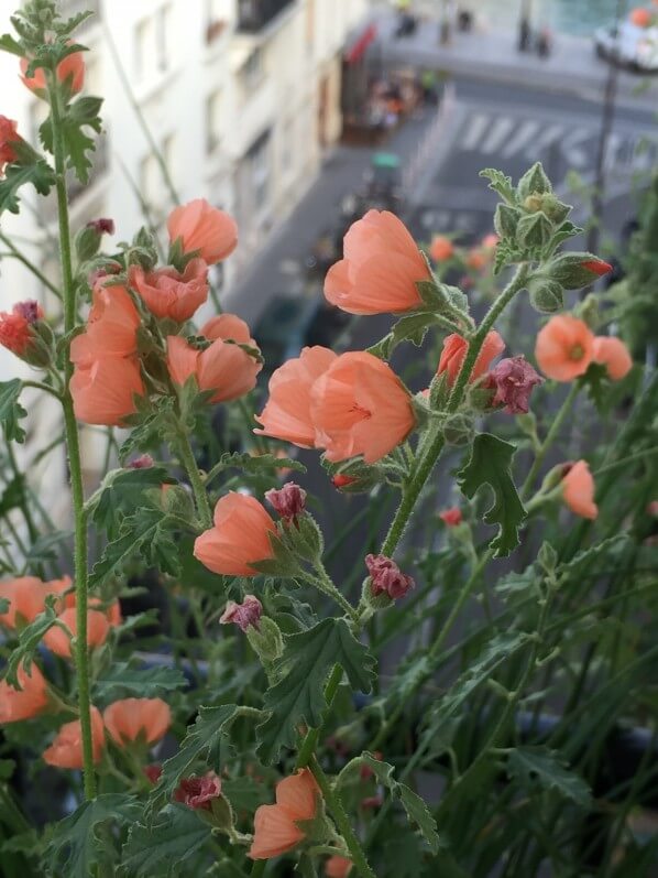 Sphaeralcea 'Newleaze Coral', fleur vivace, Malvacées, balcon, Paris 19e (75)