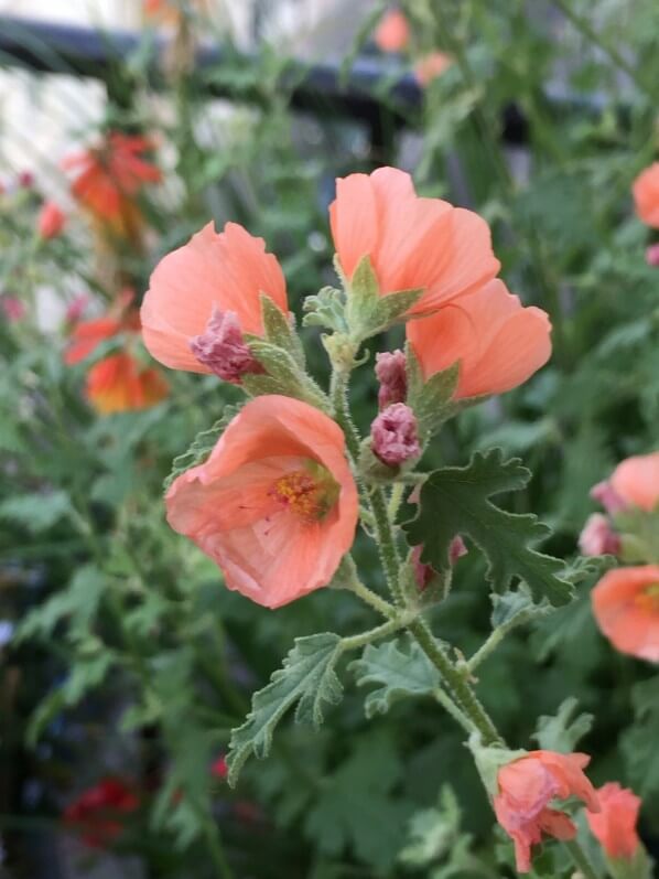 Sphaeralcea 'Newleaze Coral', fleur vivace, Malvacées, balcon, Paris 19e (75)