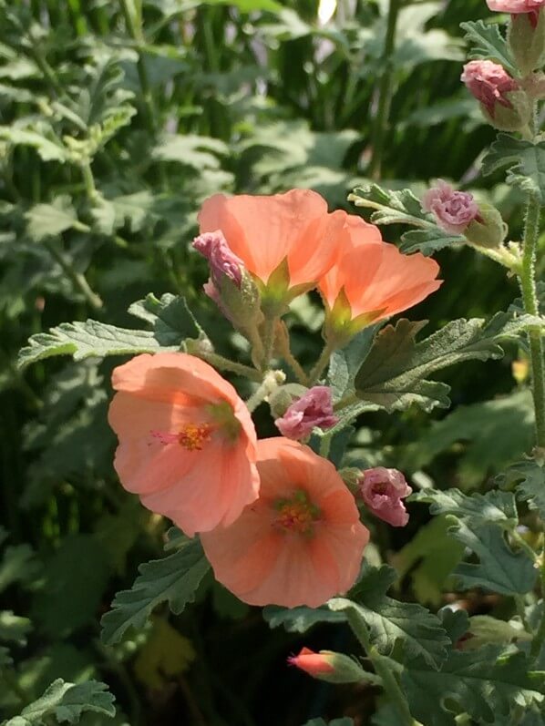 Sphaeralcea 'Newleaze Coral', fleur vivace, Malvacées, balcon, Paris 19e (75)