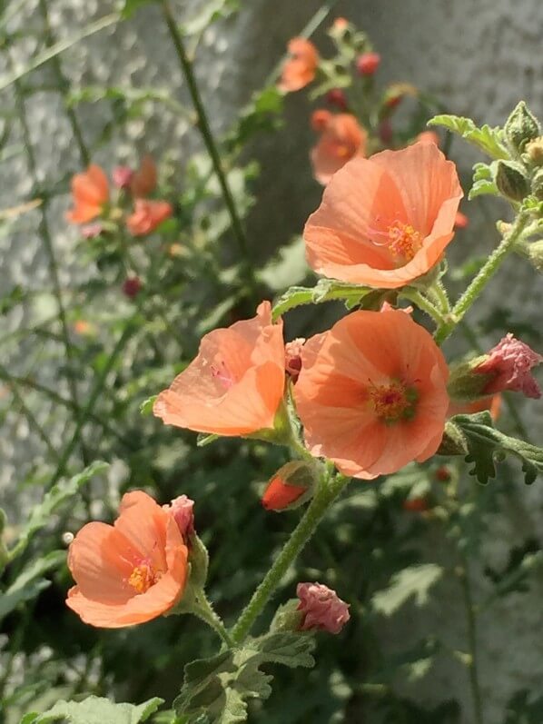 Sphaeralcea 'Newleaze Coral', fleur vivace, Malvacées, balcon, Paris 19e (75)