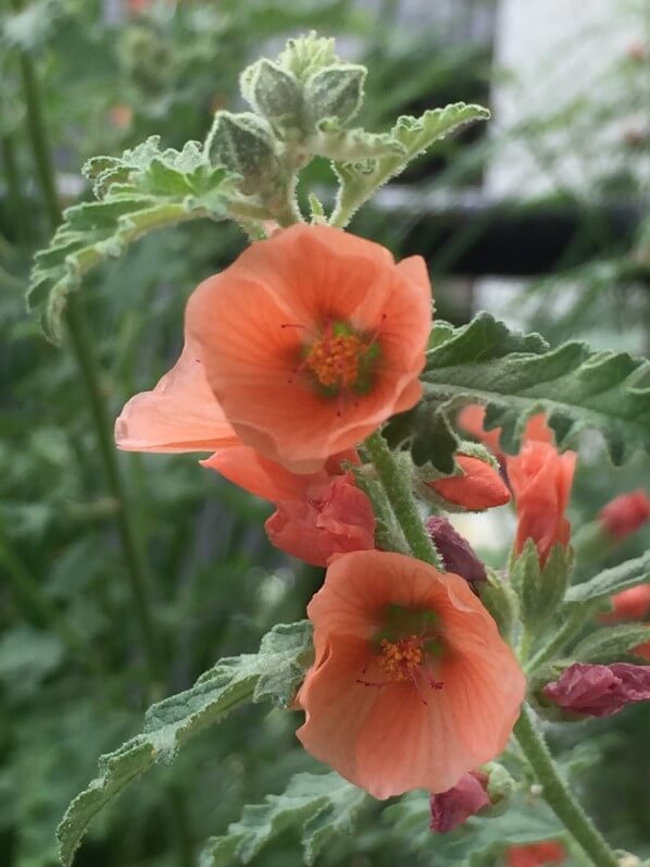 Sphaeralcea 'Newleaze Coral' Malvacées, balcon, Paris 19e (75)