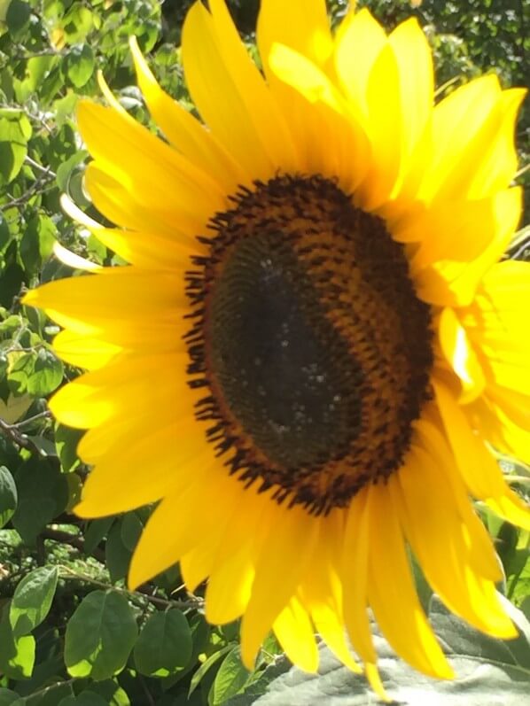 Lire la suite à propos de l’article Petite galerie d’Astéracées à floraison estivale