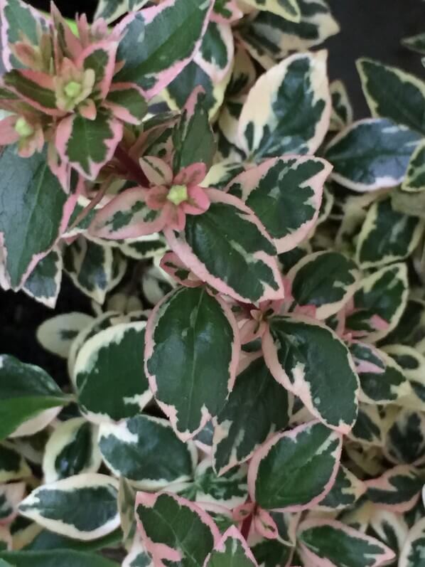 Abelia grandiflora 'Magic Daydream', arbuste à feuillage panaché, Leaderplant