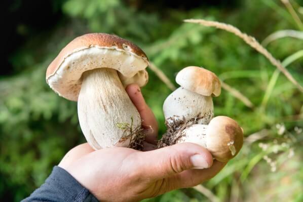 Lire la suite à propos de l’article Cueillette des champignons : rester vigilant face aux risques d’intoxications