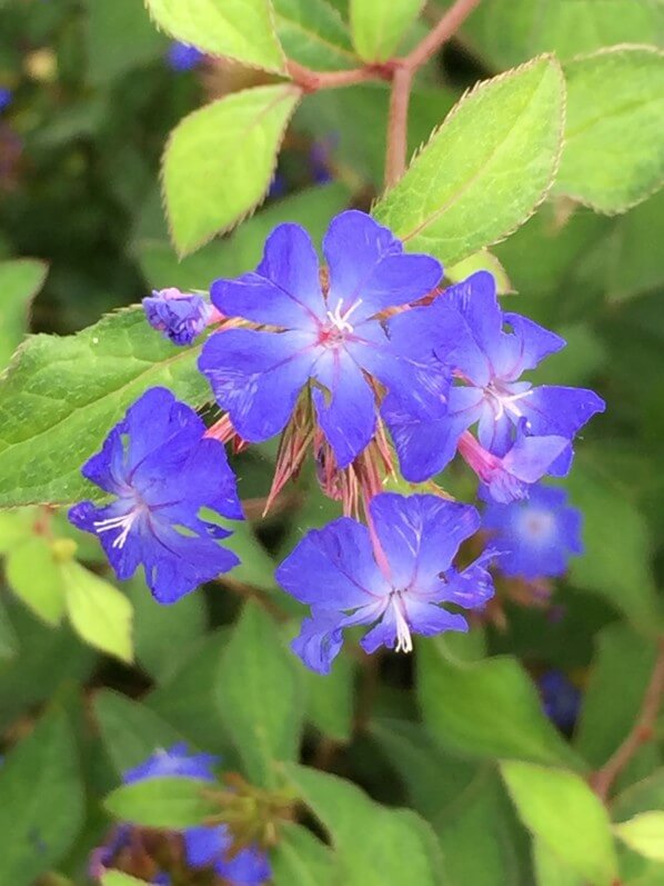 Ceratostigma plumbaginoides, fleur bleue, dentelaire, Jardin d'acclimatation, Paris 16e (75)