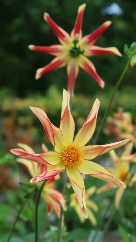 Dahlia n°54, création Christophe Kneblewski, Concours International du dahlia 2017, Parc Floral, Paris 12e (75)