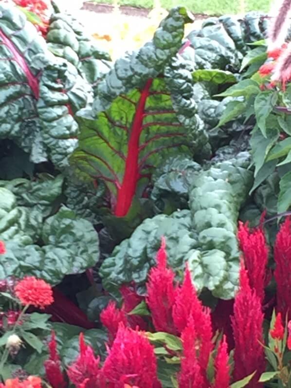 Parterre de fleurs d'été à dominante rouge, Jardin du Luxembourg, Sénat, Paris 6e (75)