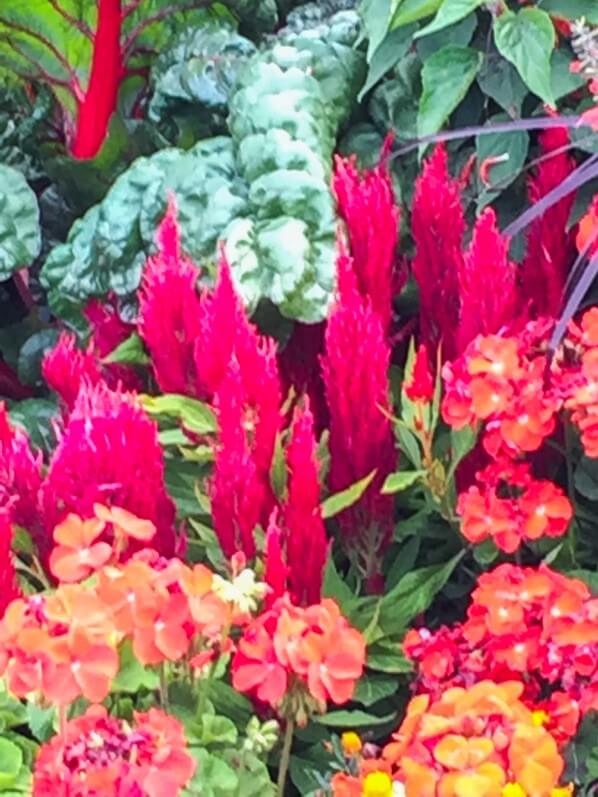 Parterre de fleurs d'été à dominante rouge, Jardin du Luxembourg, Sénat, Paris 6e (75)