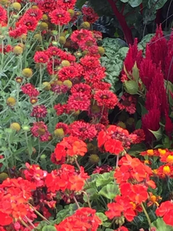 Parterre de fleurs d'été à dominante rouge, Jardin du Luxembourg, Sénat, Paris 6e (75)