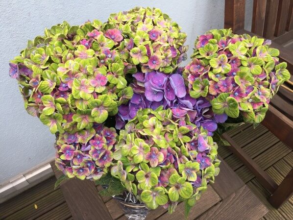 Hortensia Magical Coral en automne Paris côté jardin