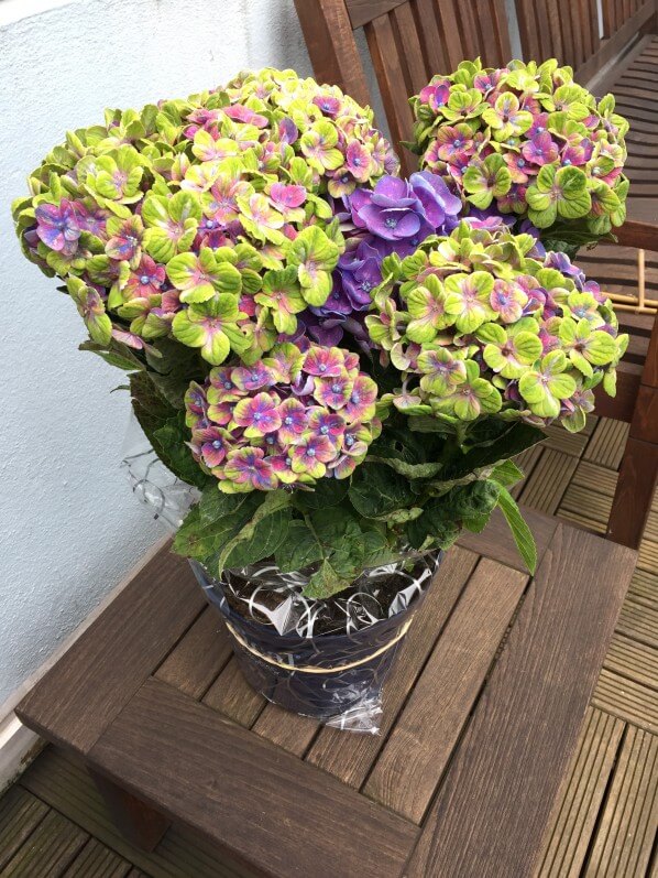 Hortensia Magical Coral en automne Paris côté jardin