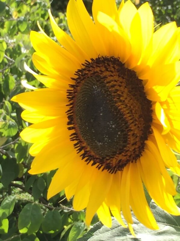 Tournesol, Helianthus annuus, fleur annuelle, soleil, été, Paris