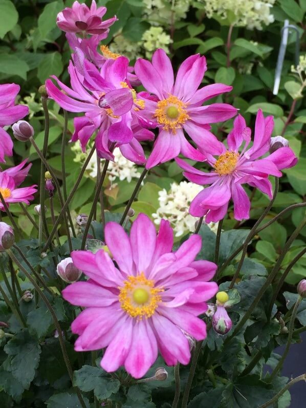 Anémone du Japon, Journées des Plantes de Chantilly, automne