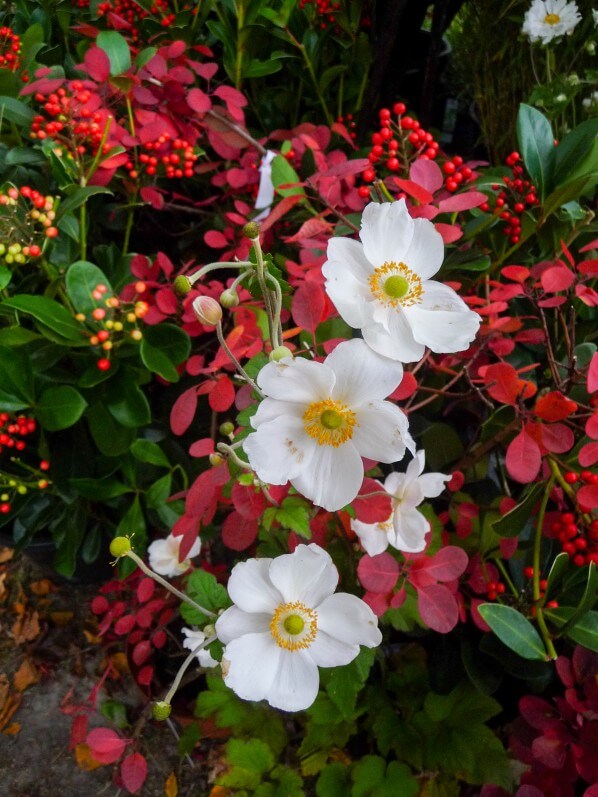 Anémone, berbéris et fusain, Journées des Plantes de Chantilly, automne