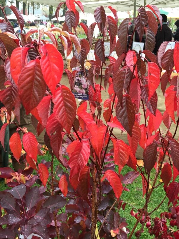 Prunus, Journées des Plantes de Chantilly, automne