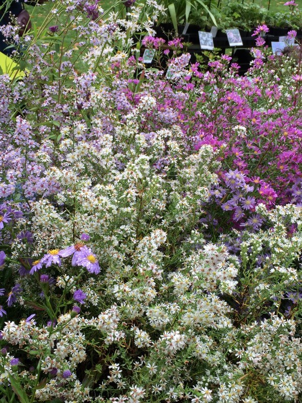 Collection d'asters, Journées des Plantes de Chantilly, automne