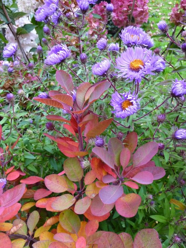 Aster et Cotinus, Journées des Plantes de Chantilly, automne