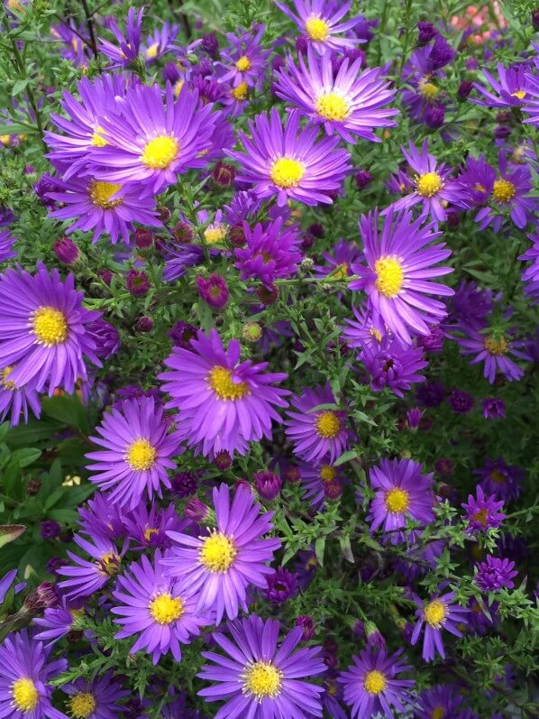 Aster, Journées des Plantes de Chantilly, automne