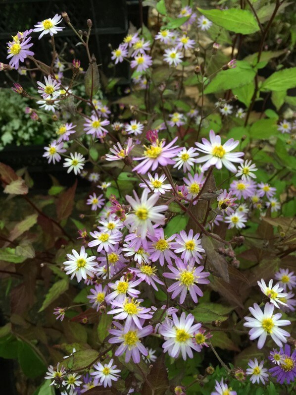 Aster scaber 'Kiyosumi, Journées des Plantes de Chantilly, automne