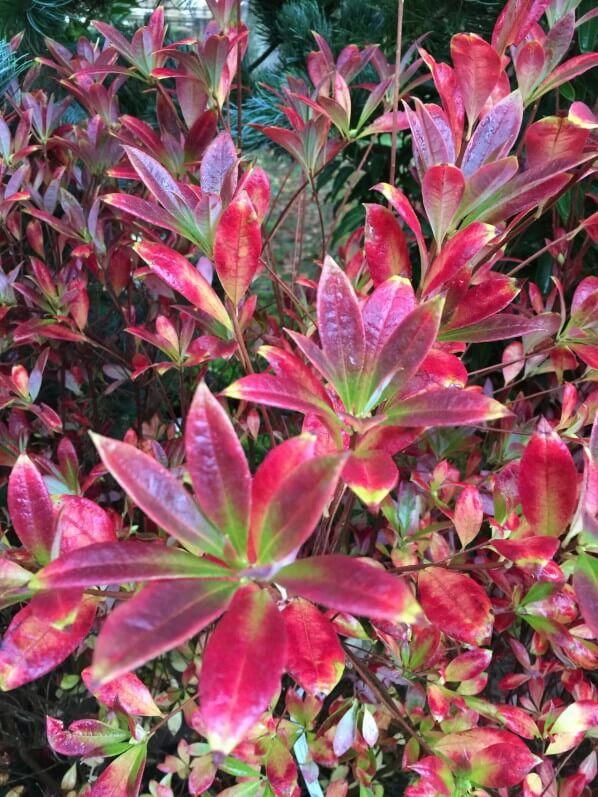 Azalée (Rhododendron), Journées des Plantes de Chantilly, automne