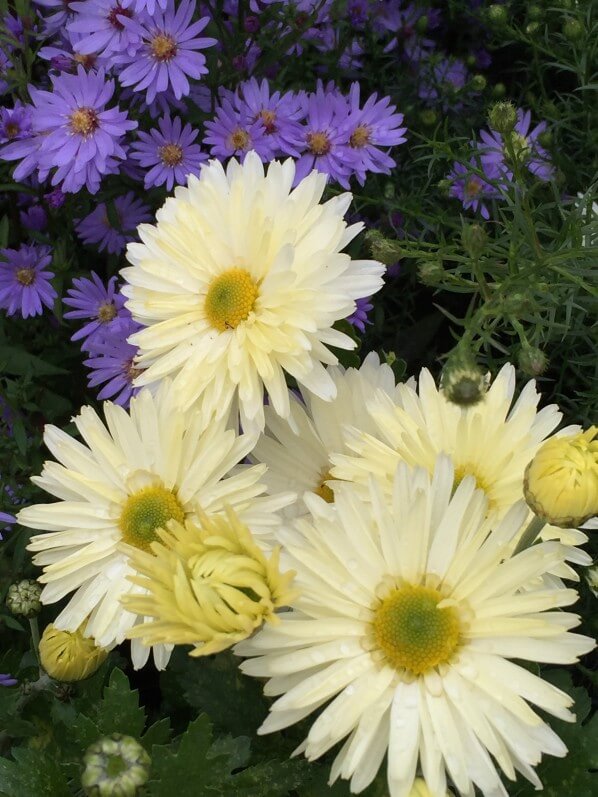 Chrysanthème et aster, Journées des Plantes de Chantilly, automne