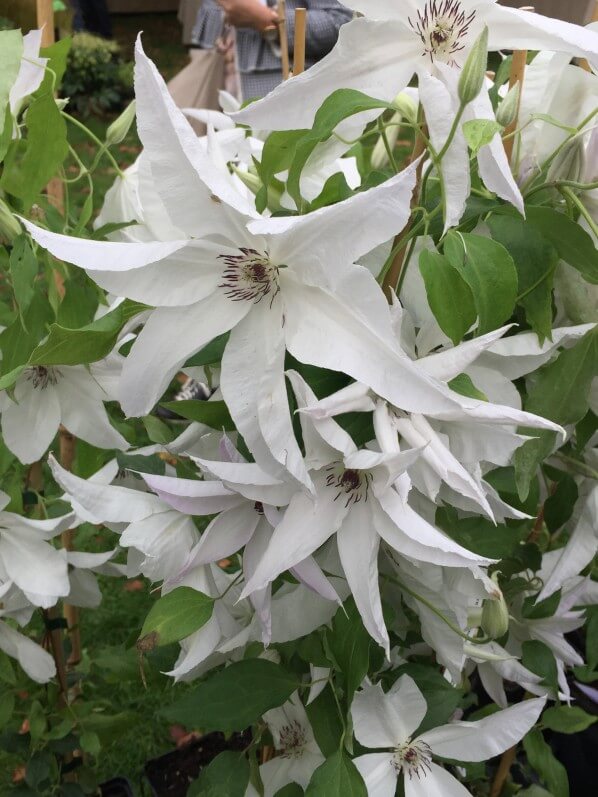 Clématite (Clematis) Beautiful Brides, Pépinières Travers, Journées des Plantes de Chantilly