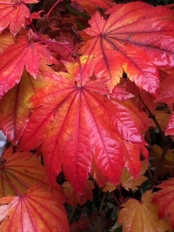 Érable (Acer), Journées des Plantes de Chantilly, automne