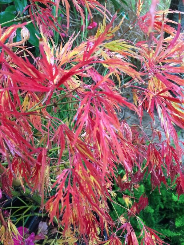 Érable (Acer), Journées des Plantes de Chantilly, automne