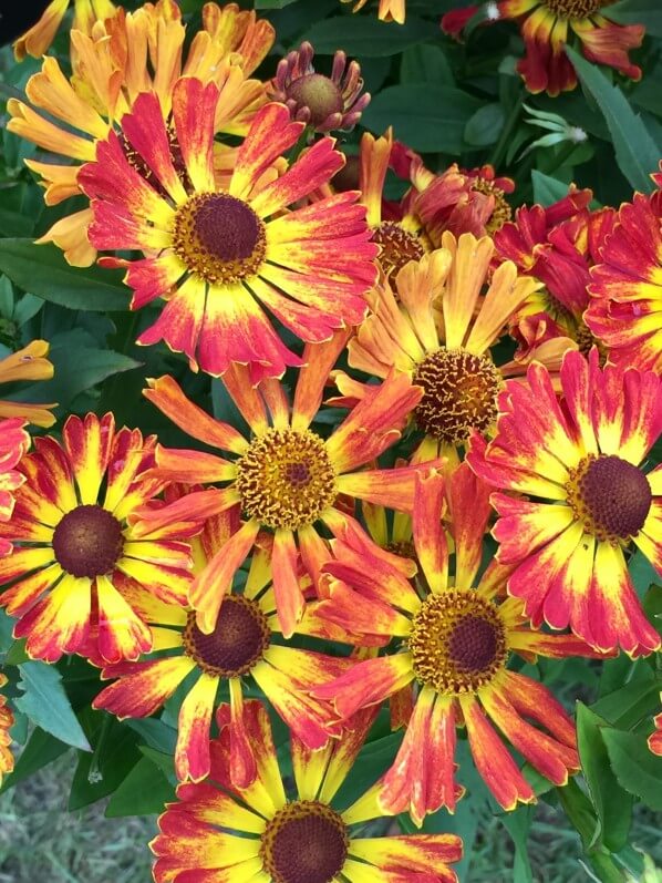 Helenium, Journées des Plantes de Chantilly, automne