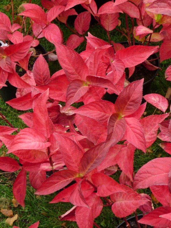 Hortensia (Hydrangea), Journées des Plantes de Chantilly, automne