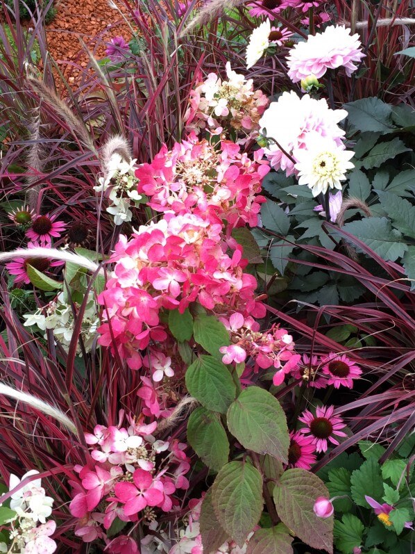 Hortensia (Hydrangea), Echinacea, Pennisetum, Journées des Plantes de Chantilly, automne