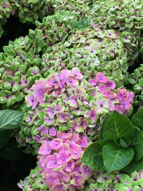 Hortensia (Hydrangea), Journées des Plantes de Chantilly, automne