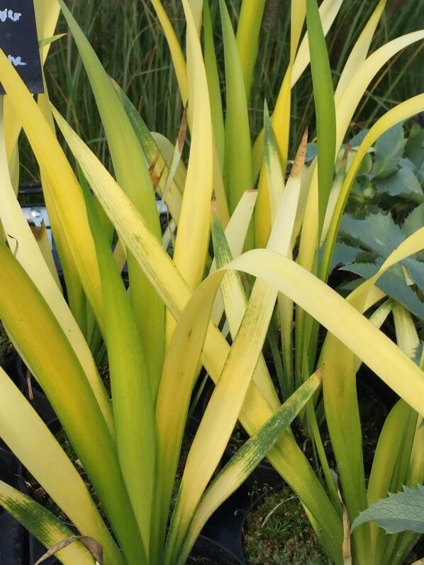 Iris foetidissima 'Paul's Gold', plante vivace, feuillage doré, pépinière Sandrine et Thierry Delabroye, Journées des Plantes de Chantilly