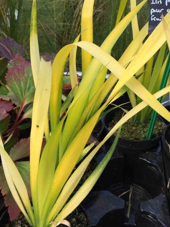 Iris foetidissima 'Paul's Gold', plante vivace, feuillage doré, pépinière Sandrine et Thierry Delabroye, Journées des Plantes de Chantilly