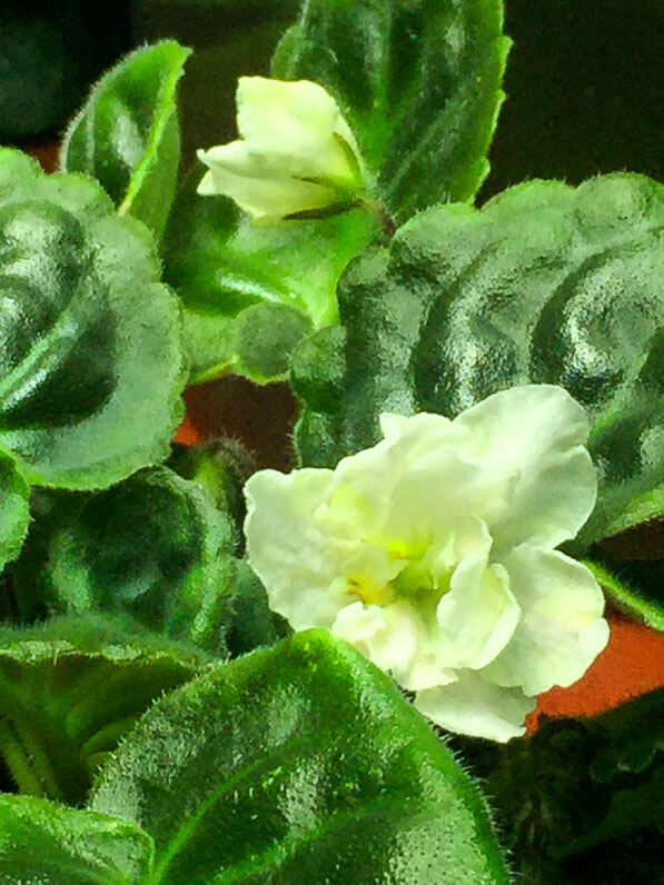 Saintpaulia hybride, Gesnériacées, plante d'intérieur, terrarium, Paris 19e (75)