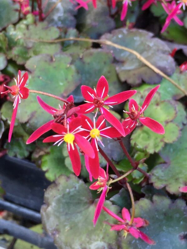 Saxifraga fortunei 'Akiba', plante vivace, pépinière Sandrine et Thierry Delabroye, Journées des Plantes de Chantilly