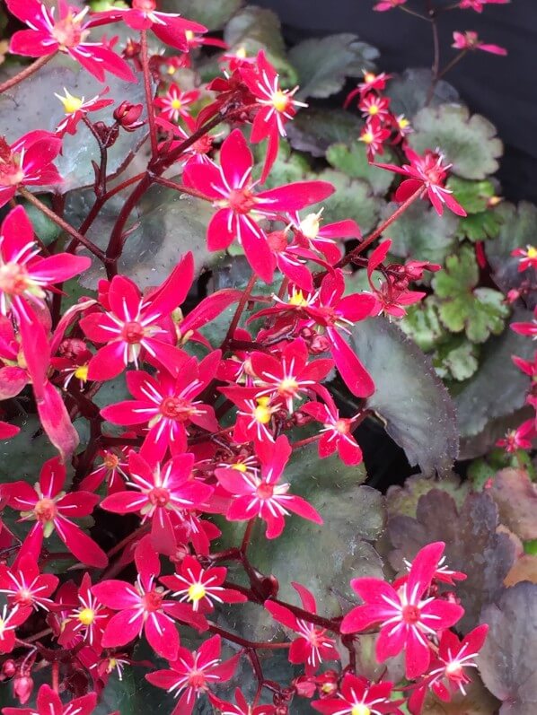 Saxifrage (Saxifraga), Journées des Plantes de Chantilly, automne
