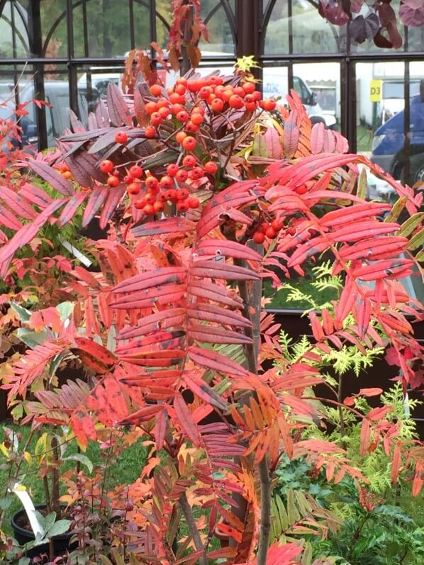 Sorbier (Sorbus), Journées des Plantes de Chantilly, automne