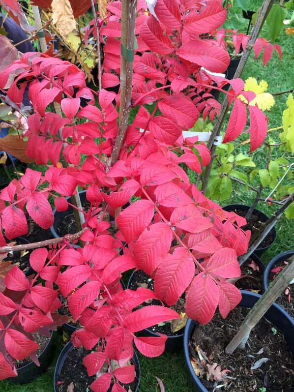 Sorbier (Sorbus), Journées des Plantes de Chantilly, automne