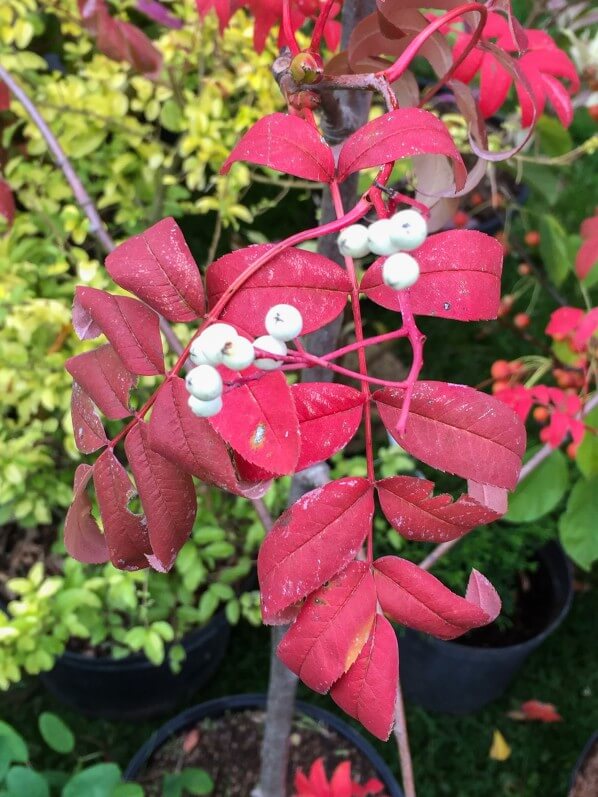 Sorbier (Sorbus), Journées des Plantes de Chantilly, automne